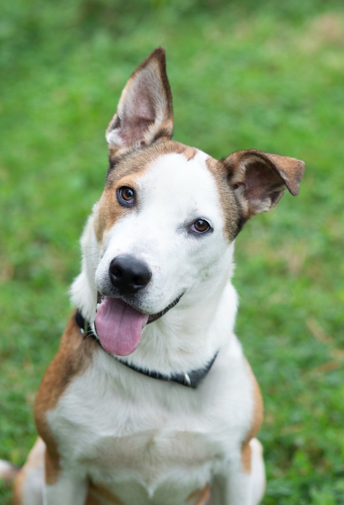 Gusto, an adoptable Cattle Dog, Mixed Breed in Ashland, WI, 54806 | Photo Image 3