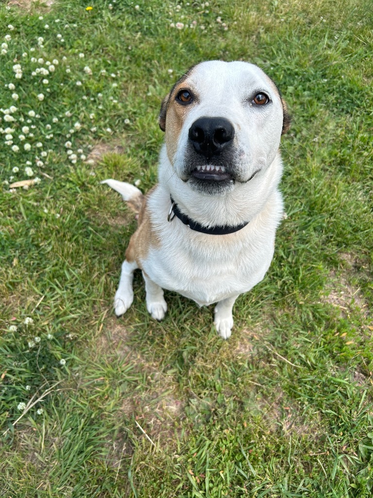 Gusto, an adoptable Cattle Dog, Mixed Breed in Ashland, WI, 54806 | Photo Image 4