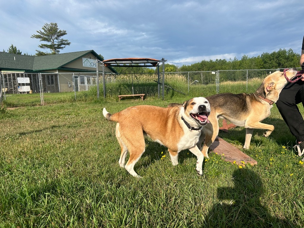 Gusto, an adoptable Cattle Dog, Mixed Breed in Ashland, WI, 54806 | Photo Image 5