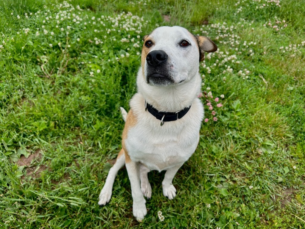 Gusto, an adoptable Cattle Dog, Mixed Breed in Ashland, WI, 54806 | Photo Image 6