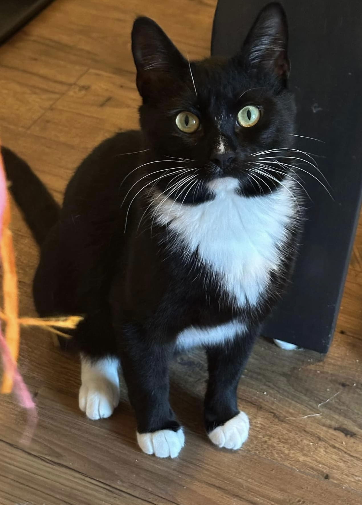 Lester T, an adoptable Domestic Short Hair in Wilmington, NC, 28409 | Photo Image 1