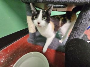 Meet Penelope This sweet calico girl was found among a feral cat colony and was quickly found to be