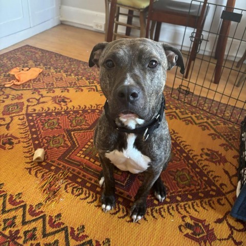 Spud, an adoptable Mixed Breed in South Portland, ME, 04106 | Photo Image 5