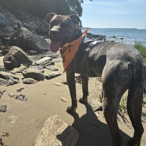 Spud, an adoptable Mixed Breed in South Portland, ME, 04106 | Photo Image 6