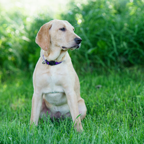 Salty Sally, an adoptable Yellow Labrador Retriever, Mixed Breed in Duart, ON, N0L 1H0 | Photo Image 2