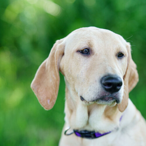 Salty Sally, an adoptable Yellow Labrador Retriever, Mixed Breed in Duart, ON, N0L 1H0 | Photo Image 3