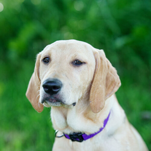 Salty Sally, an adoptable Yellow Labrador Retriever, Mixed Breed in Duart, ON, N0L 1H0 | Photo Image 4