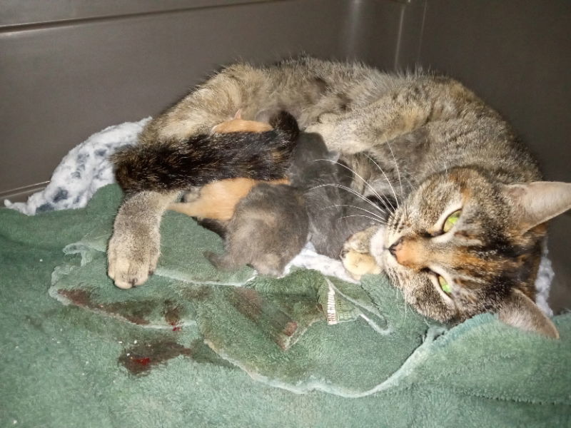 Queenie, an adoptable Torbie in Alturas, CA, 96101 | Photo Image 1