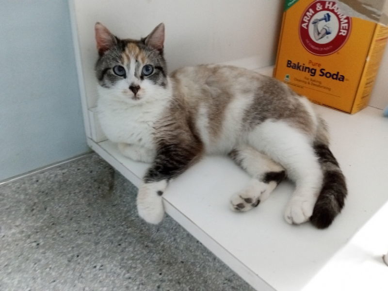 Napa, an adoptable Dilute Calico in Alturas, CA, 96101 | Photo Image 1