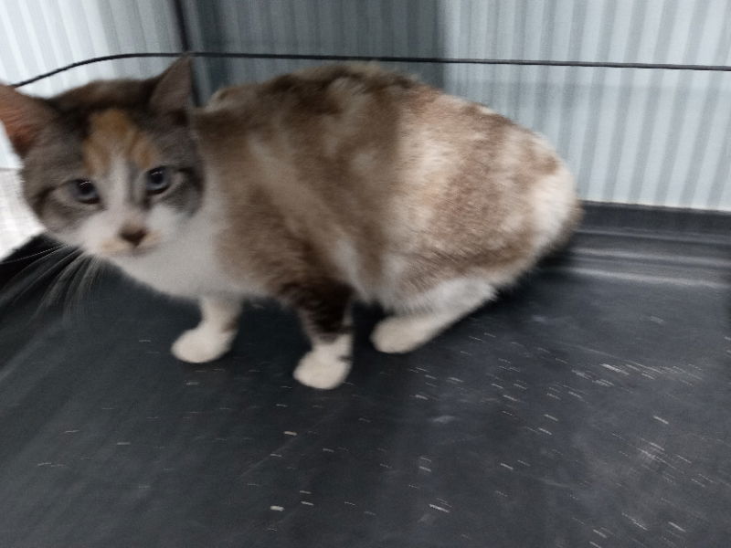 Napa, an adoptable Dilute Calico in Alturas, CA, 96101 | Photo Image 2