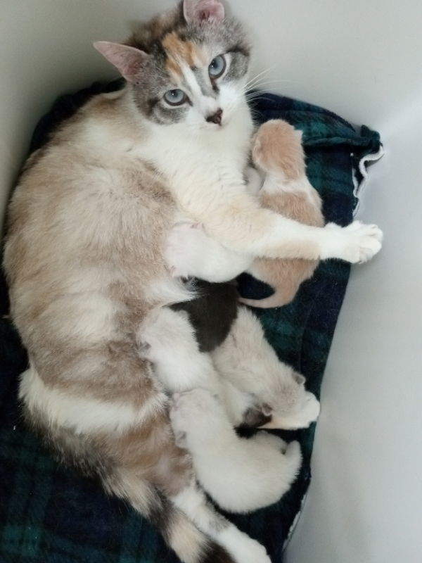 Napa, an adoptable Dilute Calico in Alturas, CA, 96101 | Photo Image 3