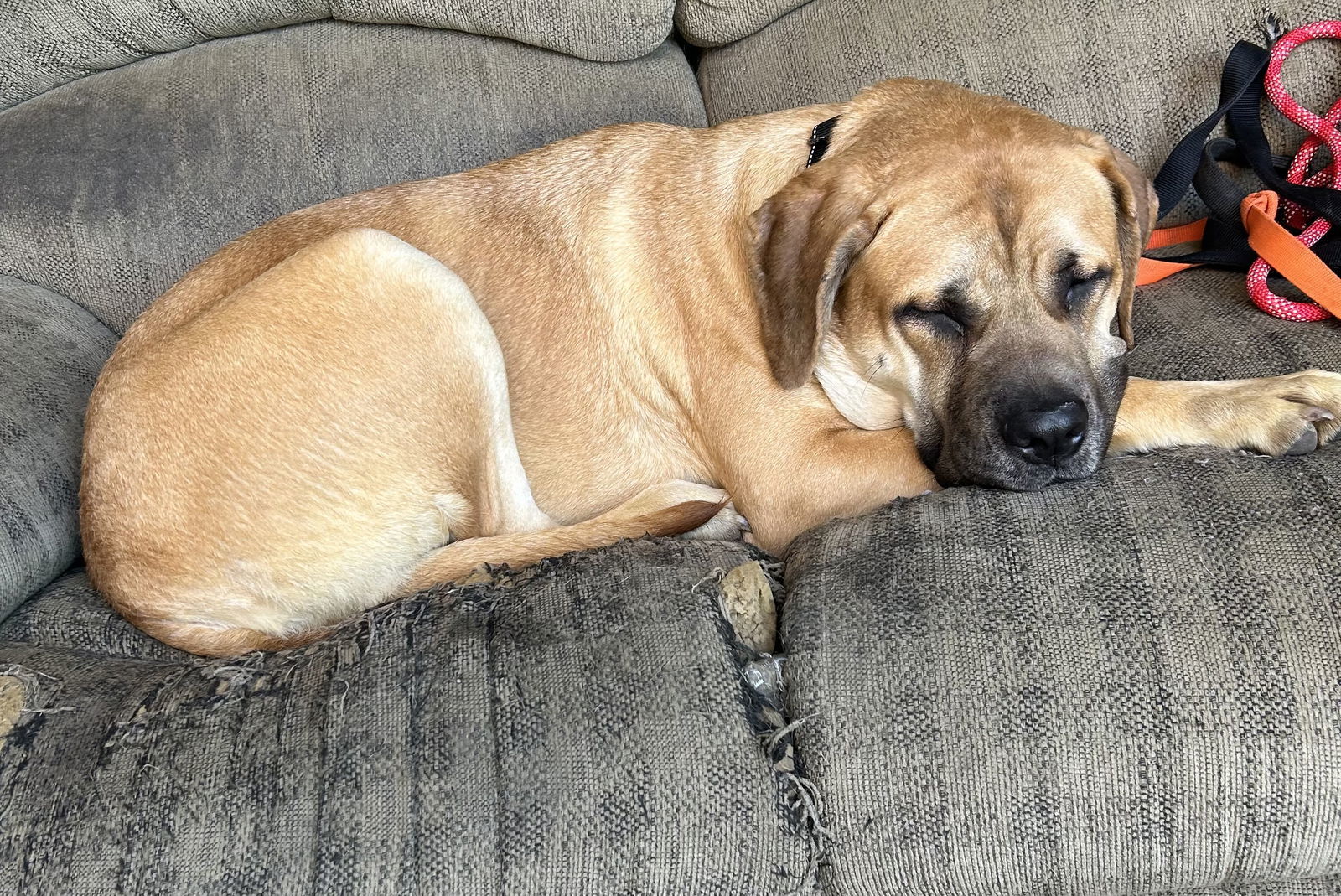 Raven, an adoptable Mastiff in McMinnville, OR, 97128 | Photo Image 1