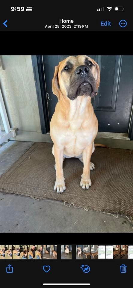 Raven, an adoptable Mastiff in McMinnville, OR, 97128 | Photo Image 2