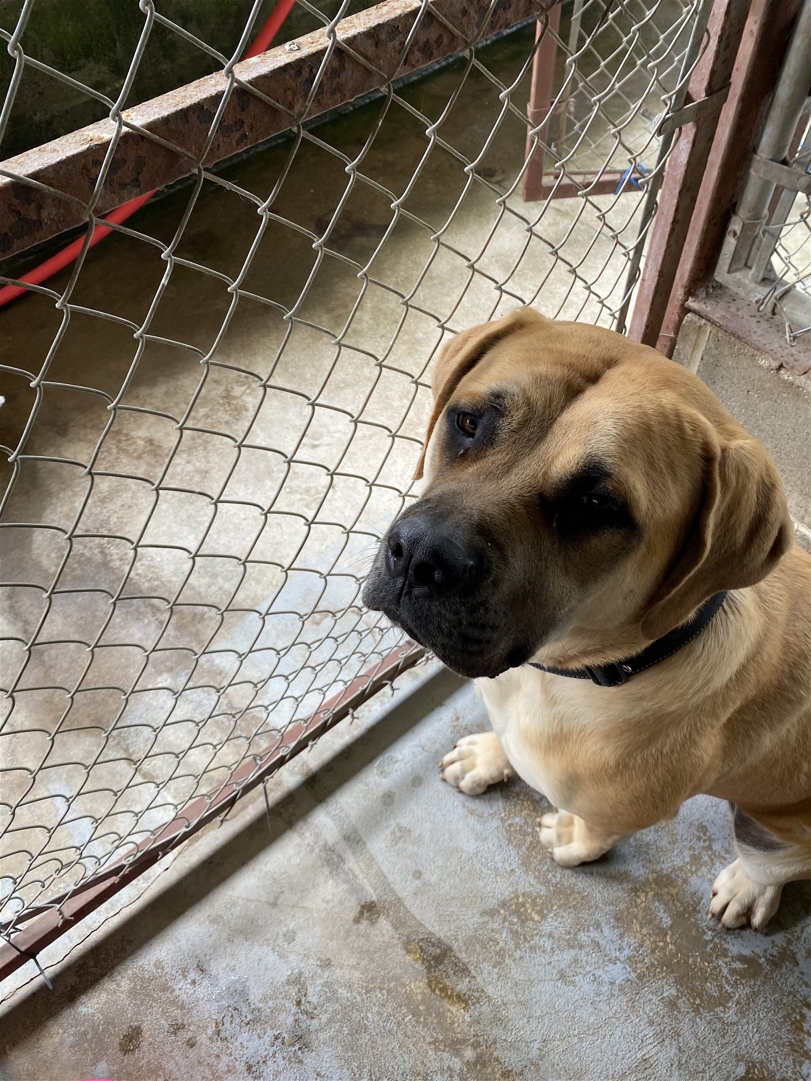 Raven, an adoptable Mastiff in McMinnville, OR, 97128 | Photo Image 3