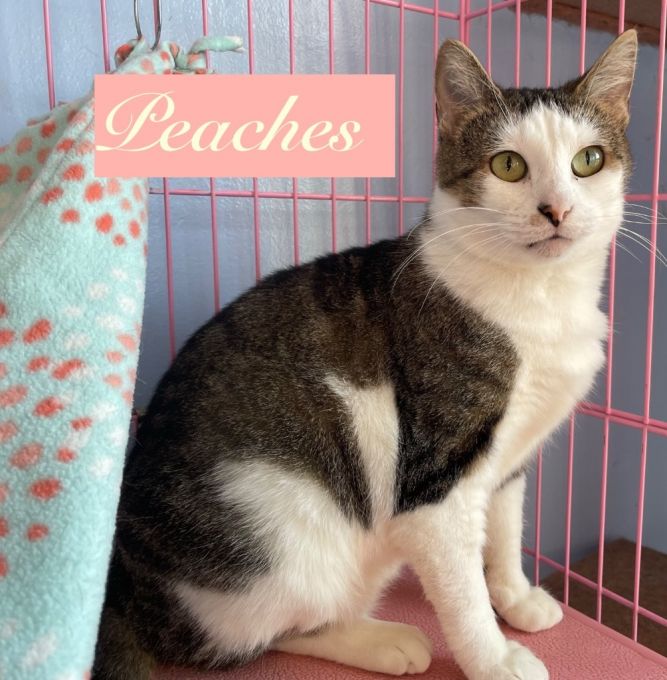 Peaches