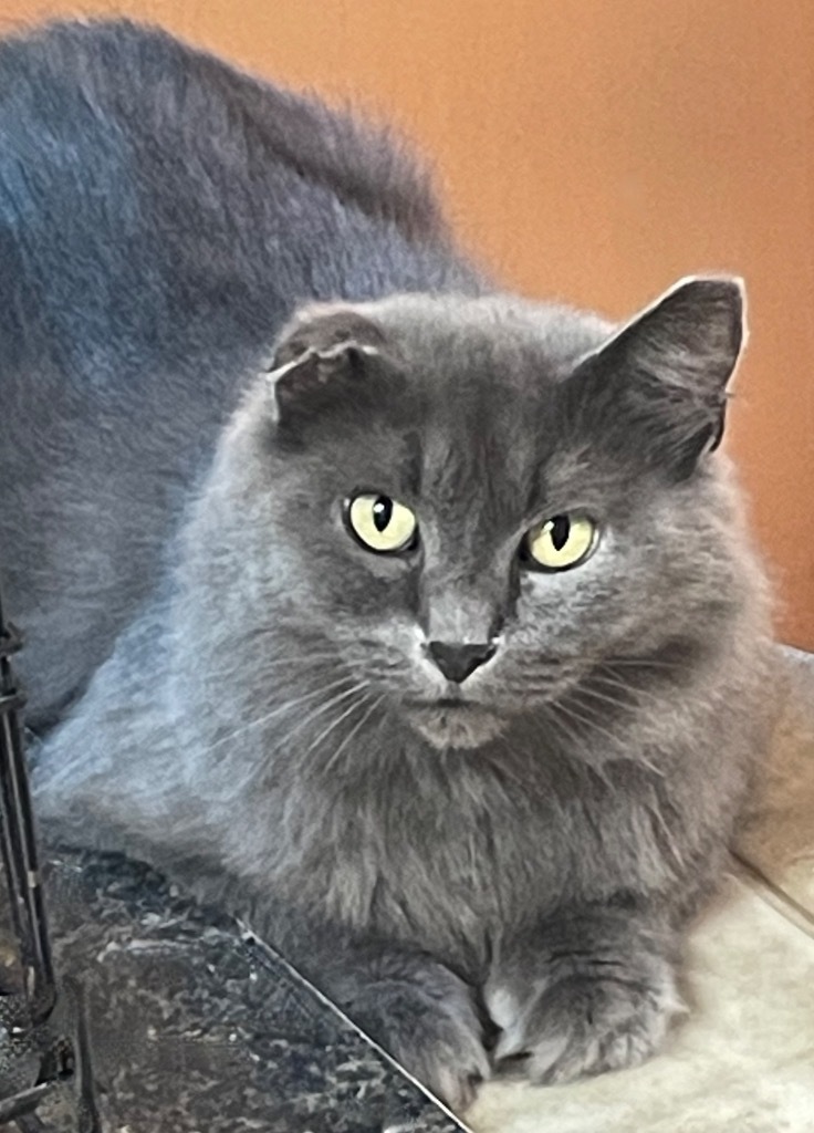 Cat for adoption - Cleopatra, a Domestic Long Hair Mix in Westfield, NY ...