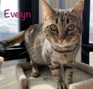 Evelyn, Adult Female Domestic Short Hair