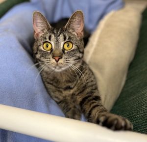 Ivanna, Adult Female Domestic Short Hair