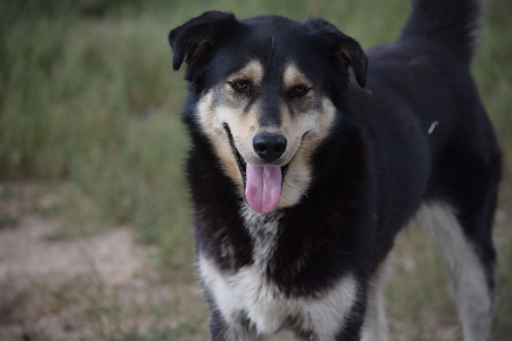 Roxy, an adoptable Husky, Golden Retriever in Salmon, ID, 83467 | Photo Image 1
