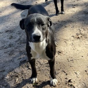 Scherzer (Max), Adult Male Mixed Breed