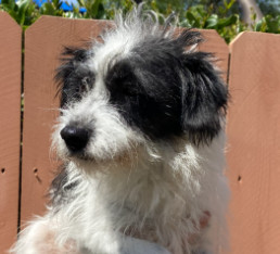 Chrissy, an adoptable Havanese, Jack Russell Terrier in San Diego, CA, 92130 | Photo Image 1