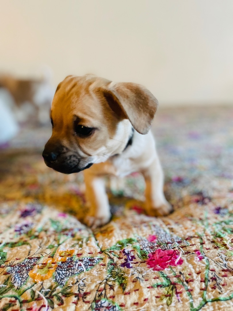 Jed, an adoptable Puggle in San Diego, CA, 92101 | Photo Image 2