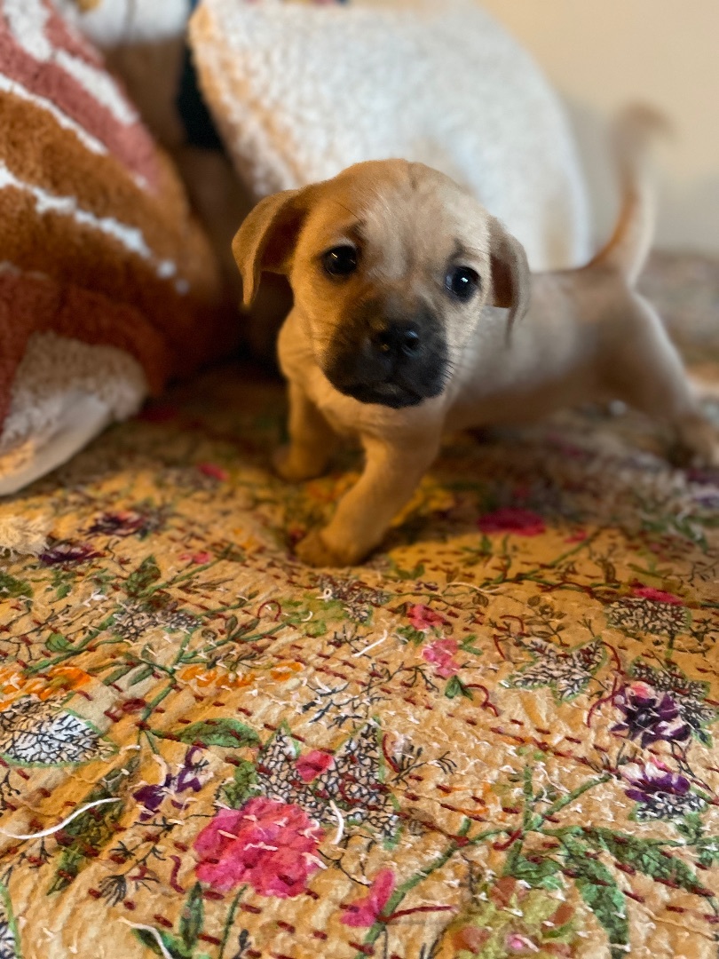 Jed, an adoptable Puggle in San Diego, CA, 92101 | Photo Image 3