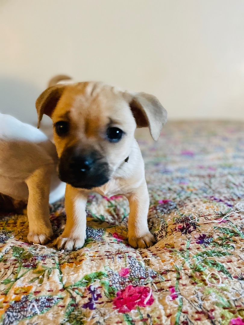 Jed, an adoptable Puggle in San Diego, CA, 92101 | Photo Image 1
