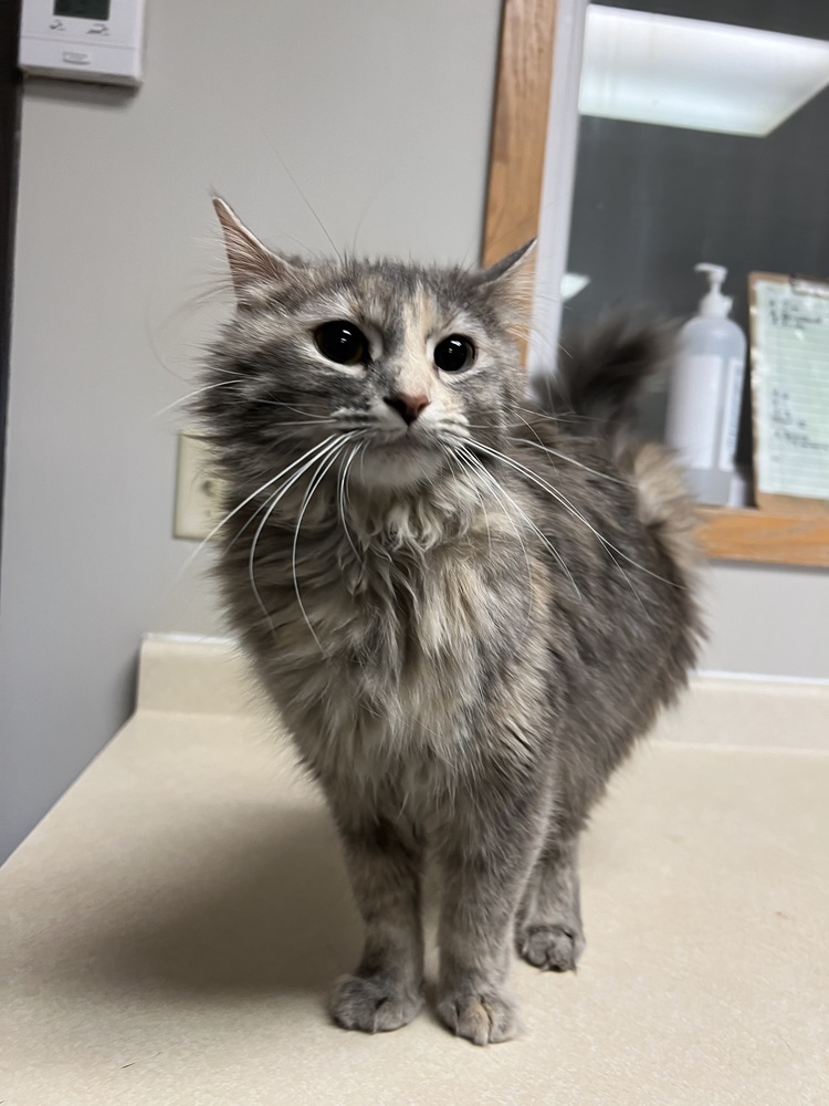 Frida, an adoptable Domestic Medium Hair in Bemidji, MN, 56601 | Photo Image 1