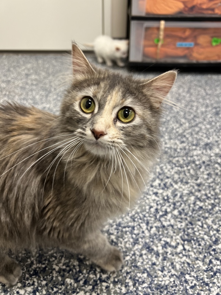 Frida, an adoptable Domestic Medium Hair in Bemidji, MN, 56601 | Photo Image 3