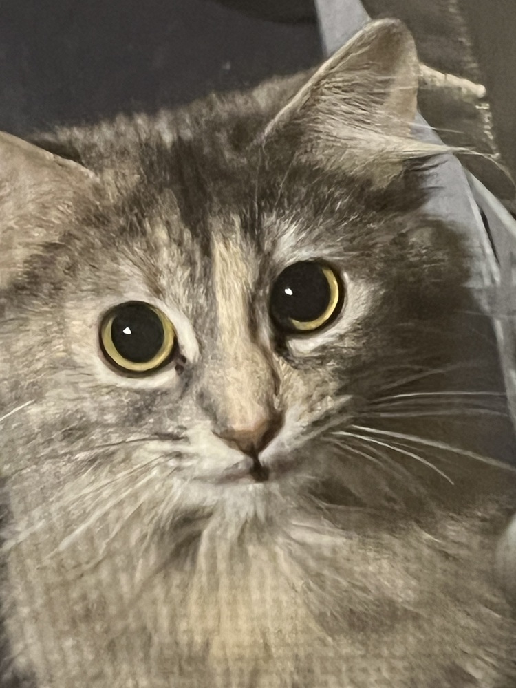 Frida, an adoptable Domestic Medium Hair in Bemidji, MN, 56601 | Photo Image 4