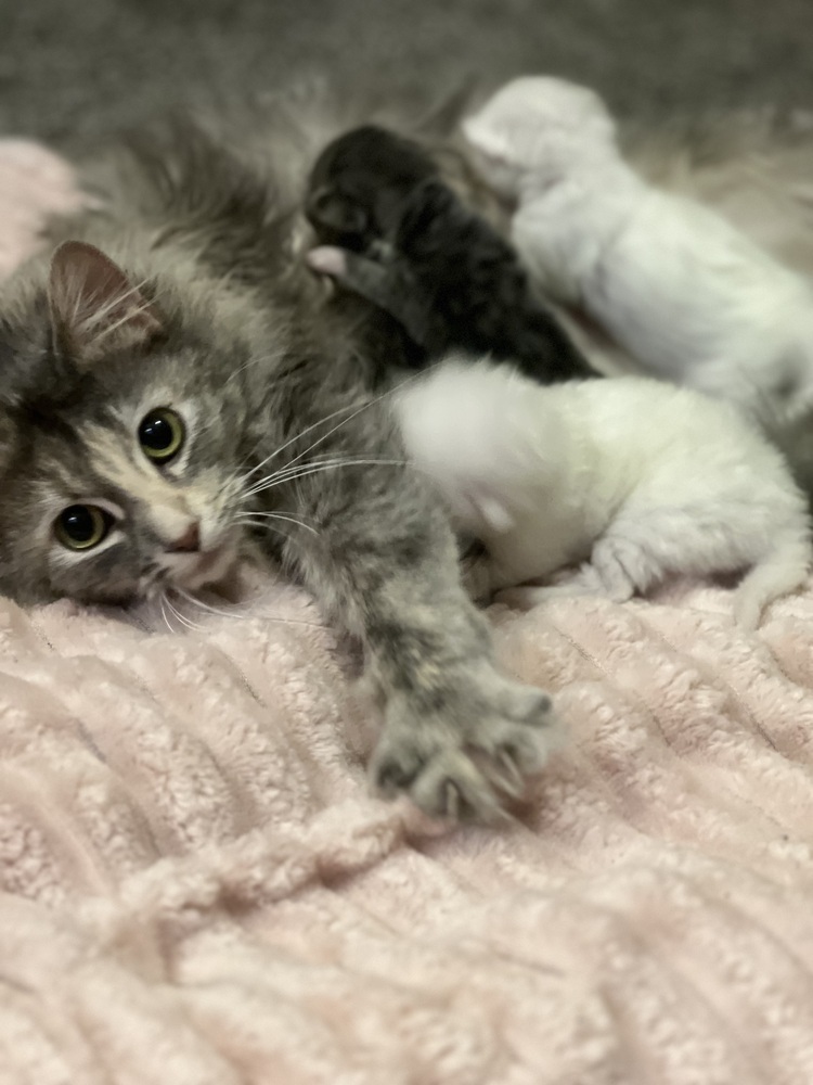 Frida, an adoptable Domestic Medium Hair in Bemidji, MN, 56601 | Photo Image 5