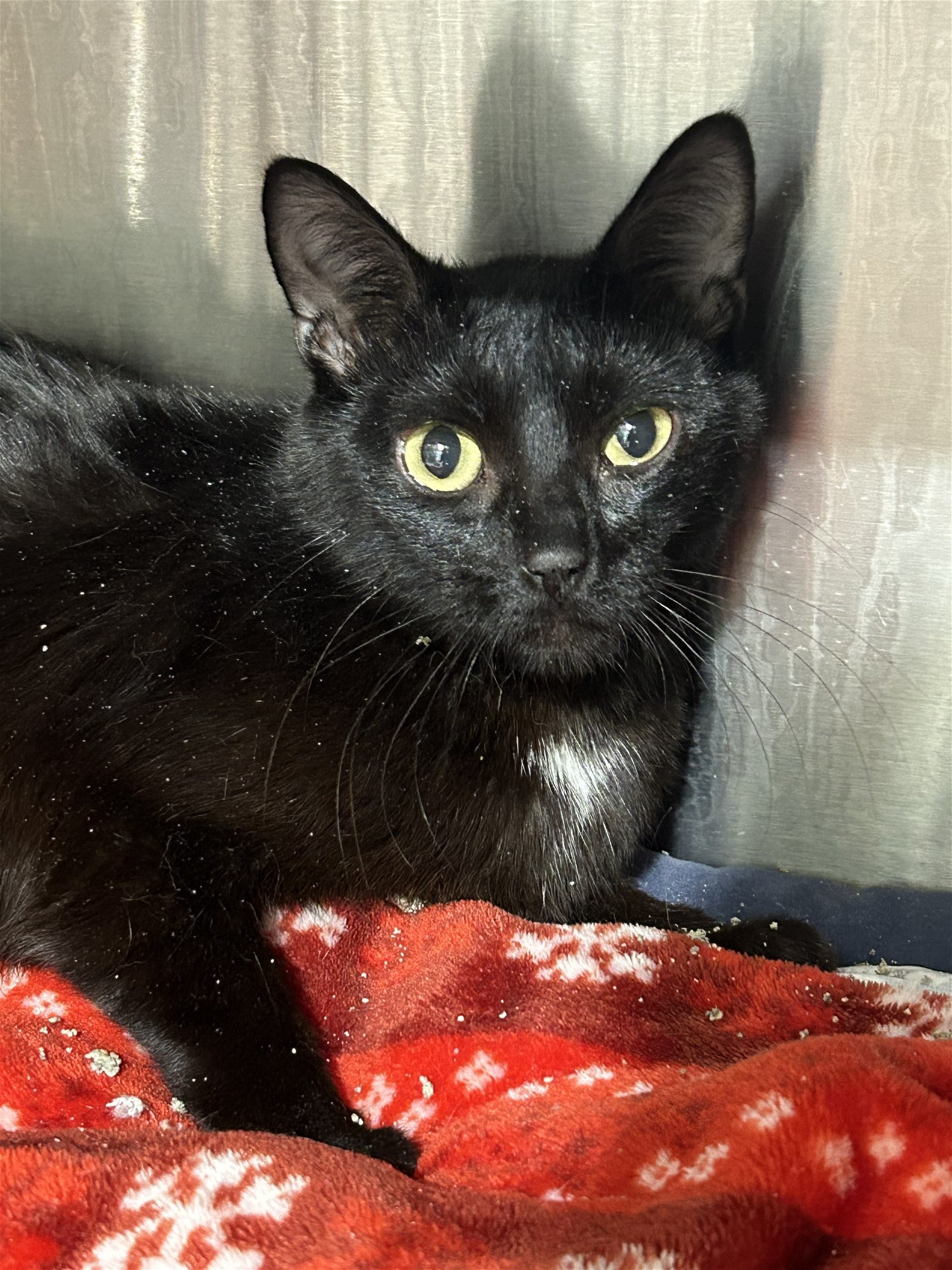 Wyllow, an adoptable Domestic Short Hair in Laramie, WY, 82073 | Photo Image 3
