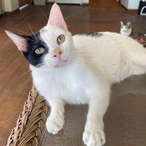 Cosmo, an adoptable Domestic Short Hair in Brawley, CA, 92227 | Photo Image 1