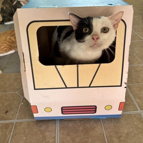 Cosmo, an adoptable Domestic Short Hair in Brawley, CA, 92227 | Photo Image 3