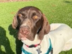 Stix German Shorthaired Pointer Dog