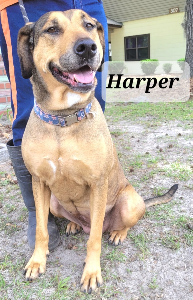 Harper