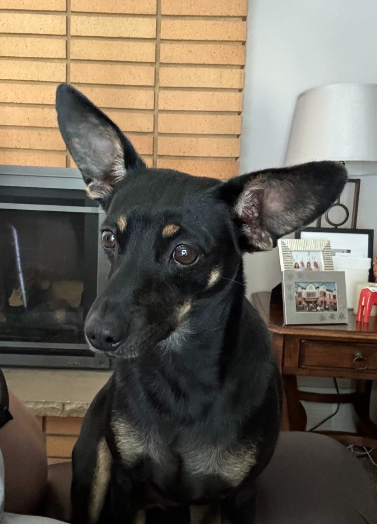 Sweet Pea, an adoptable Miniature Pinscher, Dachshund in Salt Lake City, UT, 84117 | Photo Image 1