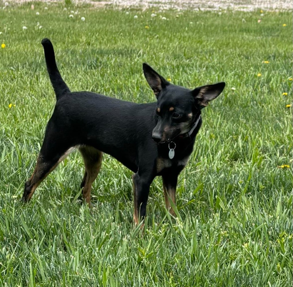 Sweet Pea, an adoptable Miniature Pinscher, Dachshund in Salt Lake City, UT, 84117 | Photo Image 2