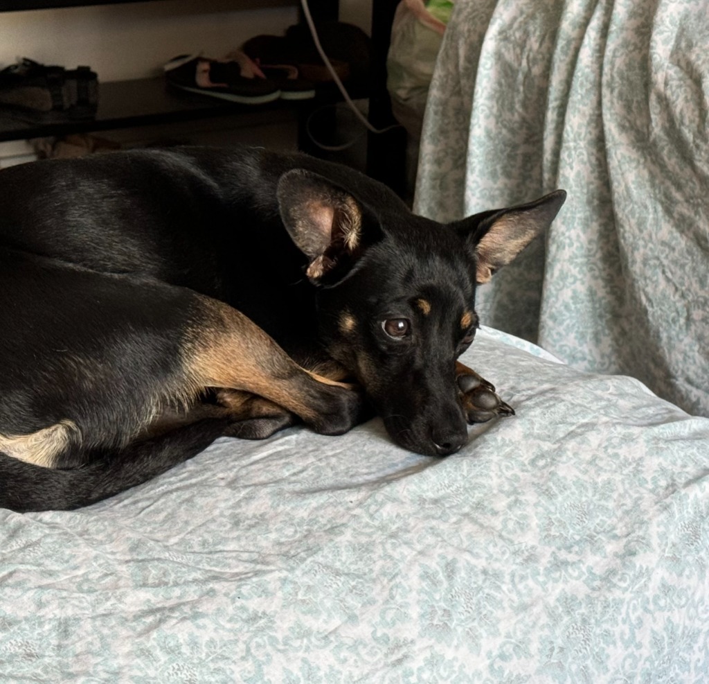 Sweet Pea, an adoptable Miniature Pinscher, Dachshund in Salt Lake City, UT, 84117 | Photo Image 6