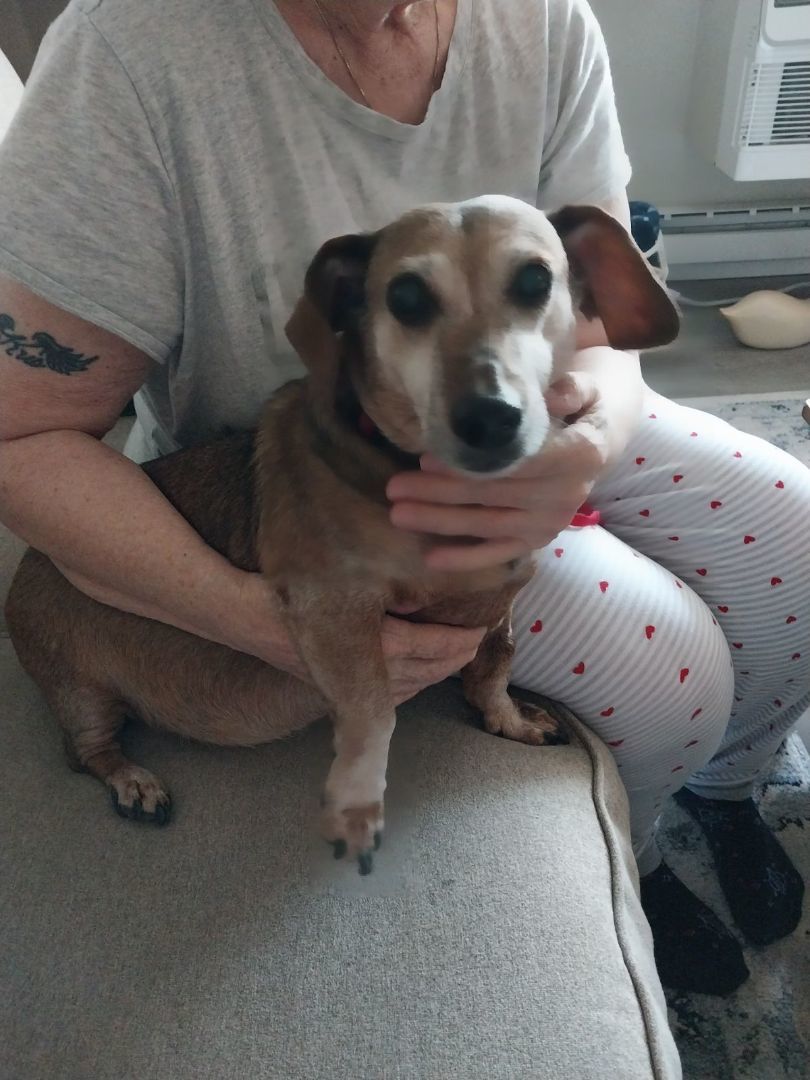 Lily - 15 Year Old Doxie Looking for a New Family!