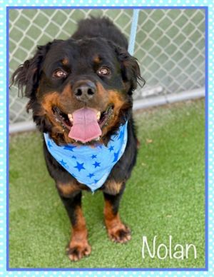 Meet handsome Nolan He arrived as a lost boy at the shelter on 315 and no one has come to
