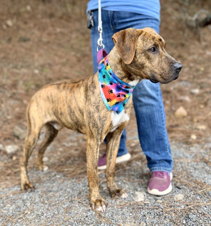 Dog for adoption Tiger a Hound in Ellijay GA Petfinder