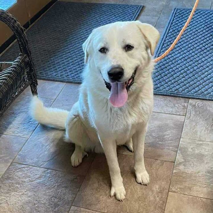 Dog for adoption - Tib, a Great Pyrenees in Nicholasville, KY | Petfinder