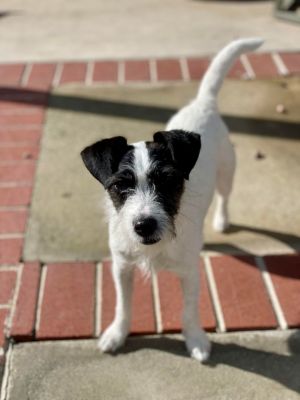 BETSY Jack Russell Terrier Dog