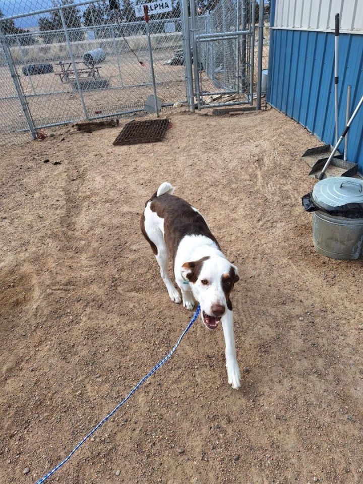 Dog for adoption Renegade, a Mixed Breed in Chappell, NE Petfinder