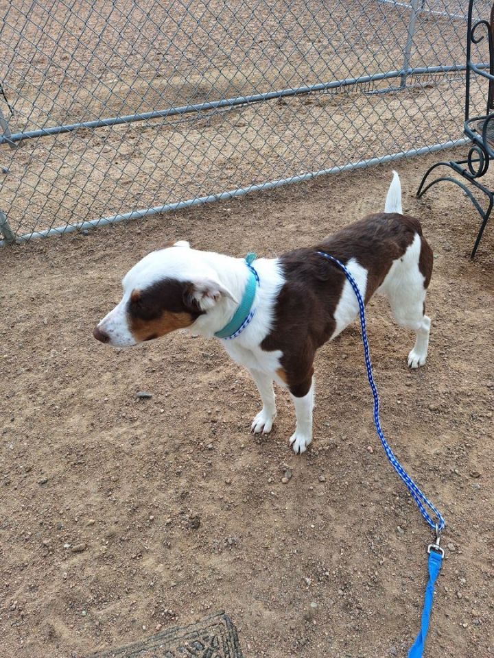 Dog for adoption Renegade, a Mixed Breed in Chappell, NE Petfinder