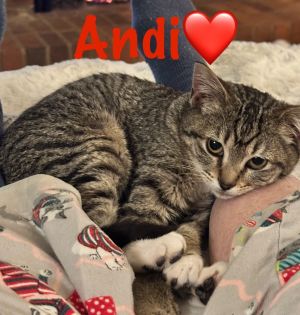 Sweet little Andi is such a calm and cuddly little gal although you must earn her trust She enjoys