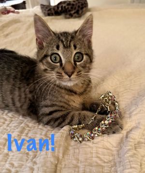 Ivan is a fantastic and funny kitten He is full of himself and leaves no question as to how he