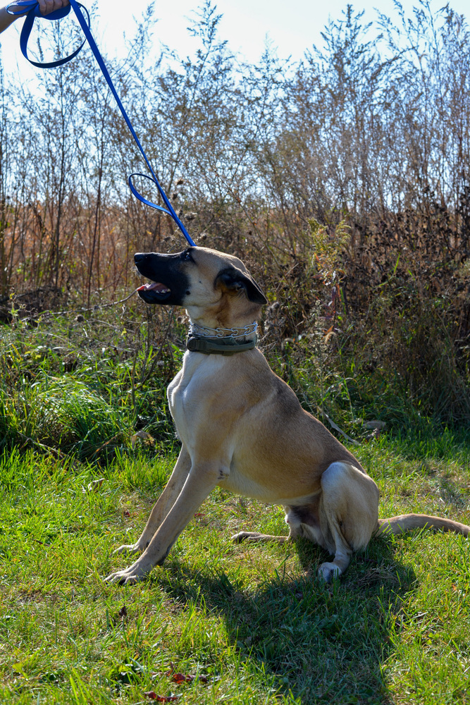 Dog for adoption - Fredrick (Loki), a Belgian Shepherd / Malinois in ...